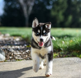 Pomsky Puppies For Sale - Windy City Pups